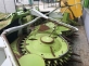 Роторная жатка Claas Orbis 450